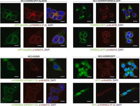 Anti-PGRMC2 antibody produced in rabbit Prestige Antibodies&#174; Powered by Atlas Antibodies, affinity isolated antibody, buffered aqueous glycerol solution