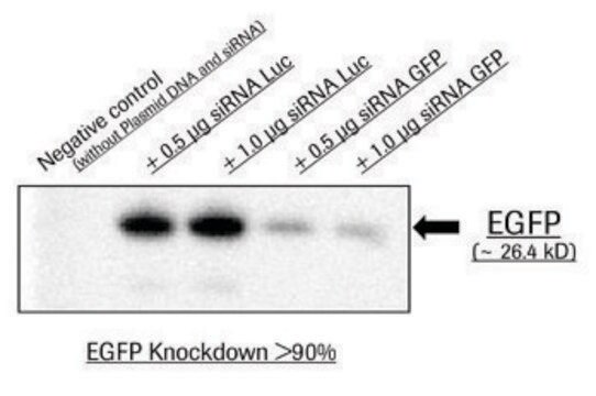 X-tremeGENE&#8482; siRNA-Transfektionsreagens Polymer reagent for delivering siRNA to common cell lines