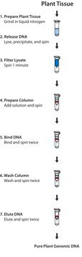 GenElute&#8482; Miniprep-Kit für genomische Pflanzen-DNA sufficient for 70&#160;purifications