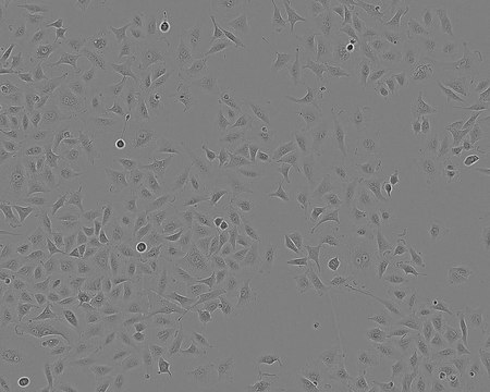 A549 Cell Line human from human lung(carcinoma), 86012804