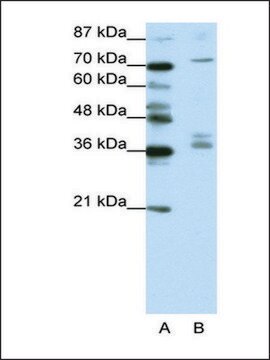 Anti-AKAP9 antibody produced in rabbit IgG fraction of antiserum