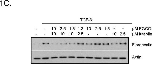 Anti-Actin, &#945;-Smooth Muscle antibody, Mouse monoclonal clone 1A4, purified from hybridoma cell culture