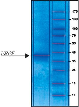 Vascular Endothelial Growth Factor human VEGF, recombinant, expressed in E. coli, powder, suitable for cell culture