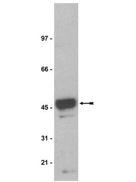 Anti-Na+/K+-ATPase &#946;-1-Antikörper, Klon C464.8 clone C464.8, Upstate&#174;, from mouse