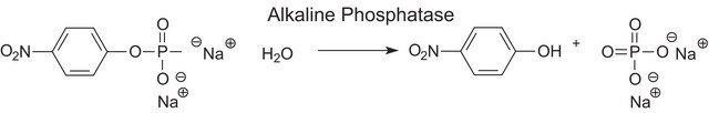 Phosphatase, Alkaline from bovine intestinal mucosa BioUltra, buffered aqueous glycerol solution, &#8805;5,700&#160;DEA units/mg protein