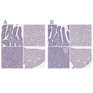 Anti-SPEF2 antibody produced in rabbit Prestige Antibodies&#174; Powered by Atlas Antibodies, affinity isolated antibody, buffered aqueous glycerol solution