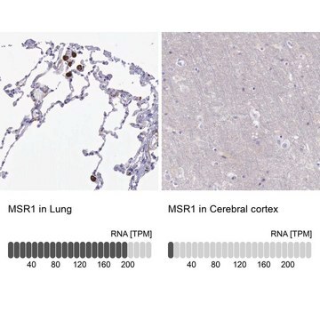 Anti-MSR1 antibody produced in rabbit Prestige Antibodies&#174; Powered by Atlas Antibodies, affinity isolated antibody, buffered aqueous glycerol solution