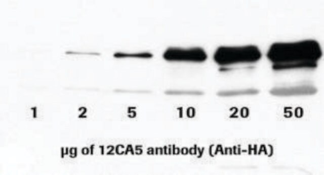 Anti-HA (12CA5) from mouse IgG2b&#954;