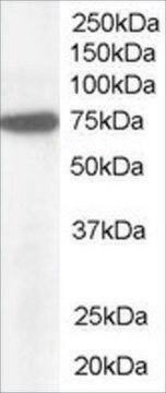 Anti-Pericentrin 1 /NUP85 antibody produced in goat affinity isolated antibody, buffered aqueous solution