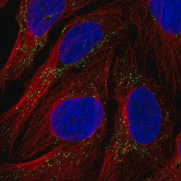 Anti-RYR3 antibody produced in rabbit Prestige Antibodies&#174; Powered by Atlas Antibodies, affinity isolated antibody, buffered aqueous glycerol solution