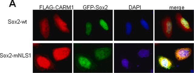 Anti-Sox2 Antibody Chemicon&#174;, from rabbit