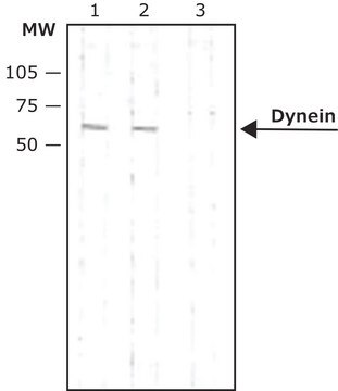 Monoclonal Anti-Dynein (Intermediate Chain) antibody produced in mouse clone 70.1, ascites fluid