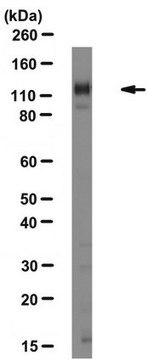 Anti-Integrin &#945;1 Antibody, clone FB12, azide free clone FB12, Chemicon&#174;, from mouse