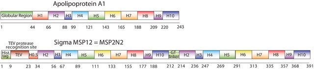 Membrane Scaffold Protein 2N2 recombinant, expressed in E. coli, MSP1D1-MSP1D2 fusion protein