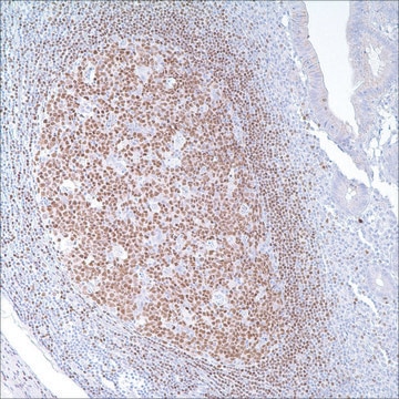 PAX-5 (24) Mouse Monoclonal Antibody