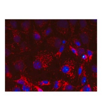 Anti-OPA1-Antikörper, Klon 1OPA-1A8 ascites fluid, clone 10PA-1A8, from mouse