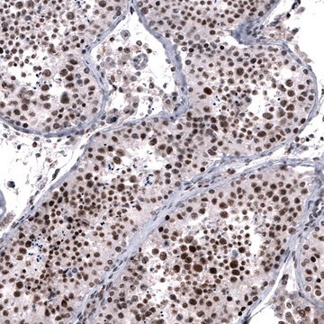 Monoclonal Anti-FOXM1 antibody produced in mouse Prestige Antibodies&#174; Powered by Atlas Antibodies, clone CL12131, purified immunoglobulin, buffered aqueous glycerol solution