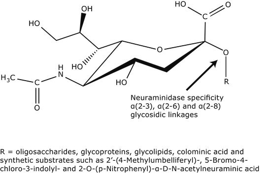 Neuraminidase from Vibrio cholerae Type III, buffered aqueous solution, 0.2 &#956;m filtered, 1-5&#160;units/mg protein (Lowry, using NAN-lactose)