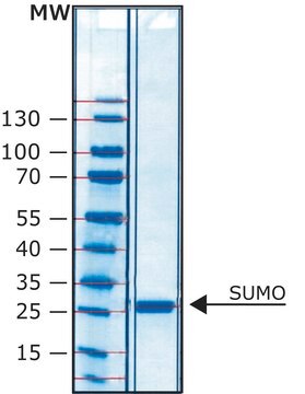 SUMO Protease His tagged recombinant protein, lyophilized powder