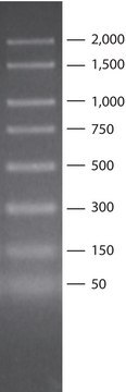 PCR 50 - 2,000 bp Marker for electrophoresis of PCR fragments