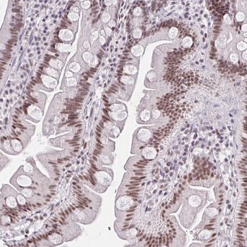 Anti-IRF7 antibody produced in rabbit Prestige Antibodies&#174; Powered by Atlas Antibodies, affinity isolated antibody, buffered aqueous glycerol solution