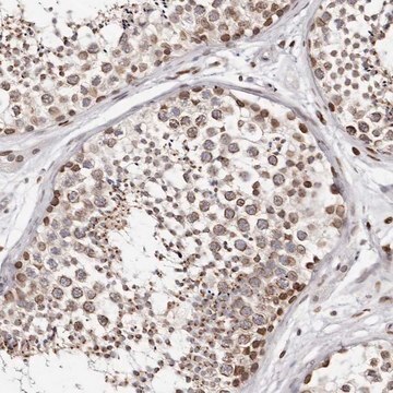 Anti-NUP153 antibody produced in rabbit Prestige Antibodies&#174; Powered by Atlas Antibodies, affinity isolated antibody, buffered aqueous glycerol solution, ab3