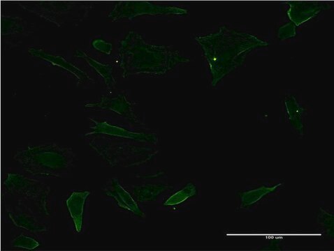 Monoclonal Anti-CD19 antibody produced in mouse clone 1C9, purified immunoglobulin, buffered aqueous solution