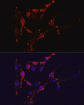 Anti-ICAM1 antibody produced in rabbit