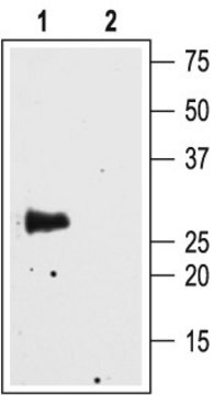 Anti-Water Channel Aquaporin 4 antibody produced in rabbit lyophilized powder, affinity isolated antibody