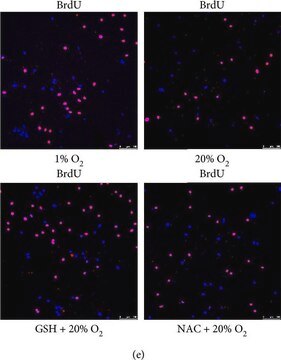 Monoklonaler Anti-BrdU in Maus hergestellte Antikörper clone BU-33, purified from hybridoma cell culture