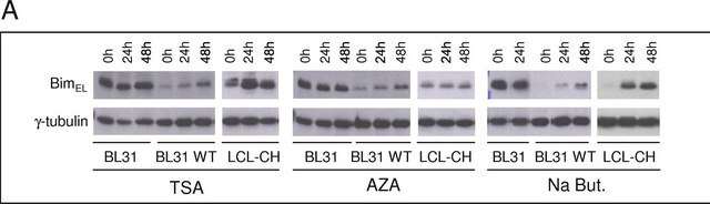 Anti-&#947;-Tubulin antibody, Mouse monoclonal clone GTU-88, ascites fluid