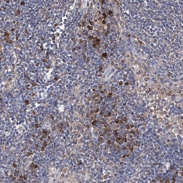 Anti-IL1RAP antibody produced in rabbit Prestige Antibodies&#174; Powered by Atlas Antibodies, affinity isolated antibody, buffered aqueous glycerol solution