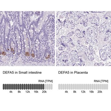 Anti-DEFA5 antibody produced in rabbit Prestige Antibodies&#174; Powered by Atlas Antibodies, affinity isolated antibody, buffered aqueous glycerol solution