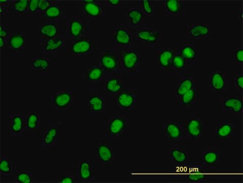 Monoclonal Anti-GATA2 antibody produced in mouse clone 2D11, purified immunoglobulin, buffered aqueous solution