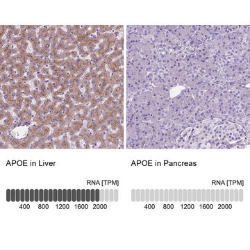 Anti-APOE antibody produced in rabbit Prestige Antibodies&#174; Powered by Atlas Antibodies, affinity isolated antibody, buffered aqueous glycerol solution