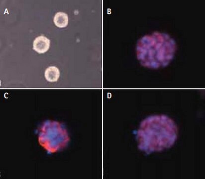 ESGRO-2i Medium, 100ml ESGRO-2i medium is a defined, LIF containing medium provided with a selective GSK3&#946; &amp; Mek 1/2 inhibitors to enhance viability of mouse embryonic stem &amp; iPS cells in the absence of serum &amp; feeder cells. Supports a naive/ground pluripotent state.