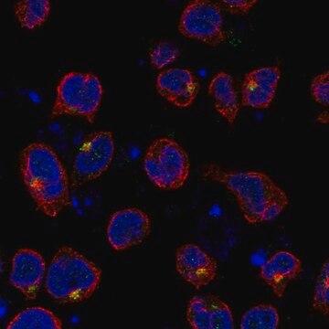 Anti-SLC9B1 antibody produced in rabbit Prestige Antibodies&#174; Powered by Atlas Antibodies, affinity isolated antibody