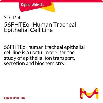 56FHTEo- Human Tracheal Epithelial Cell Line 56FHTEo- human tracheal epithelial cell line is a useful model for the study of epithelial ion transport, secretion and biochemistry.