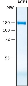 Angiotensin Converting Enzyme, ACE, human recombinant, &#8805;10&#160;U/mg, expressed in HEK 293 cells