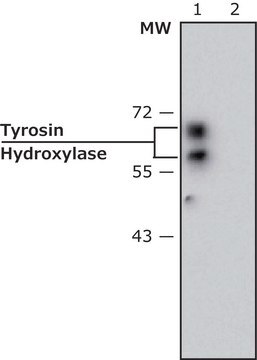 Monoklonale Anti-Tyrosinhydroxylase in Maus hergestellte Antikörper clone TH-2, ascites fluid