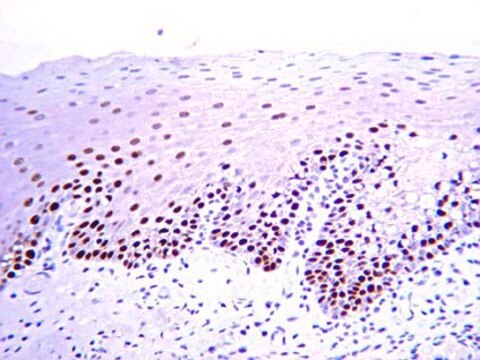 Anti-PCNA-Antikörper, Klon&nbsp;PC10 clone PC10, Chemicon&#174;, from mouse