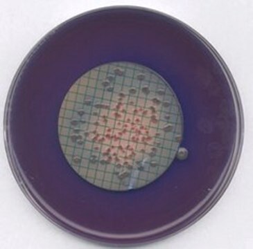 m-FC-Agar suitable for microbiology, NutriSelect&#174; Plus