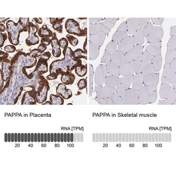 Anti-PAPPA antibody produced in rabbit Prestige Antibodies&#174; Powered by Atlas Antibodies, affinity isolated antibody, buffered aqueous glycerol solution