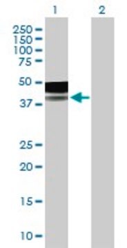 Anti-PLA2G15 antibody produced in mouse purified immunoglobulin, buffered aqueous solution