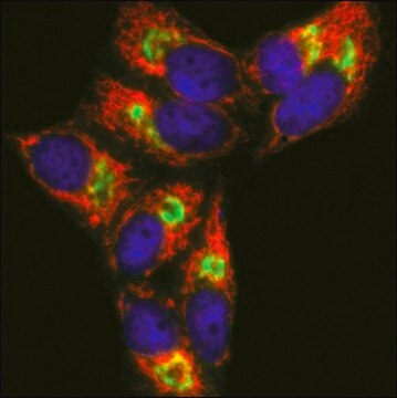 Anti-Guinea Pig IgG (H+L), highly cross-adsorbed, CF&#8482; 633 antibody produced in donkey ~2&#160;mg/mL, affinity isolated antibody