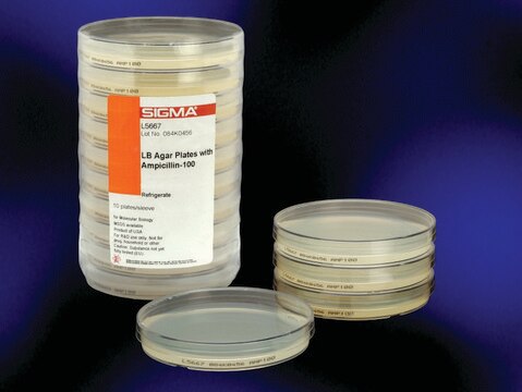 LB Agar Ampicillin-100, Plates pre-poured LB agar plates with 100 &#956;g/ml ampicillin