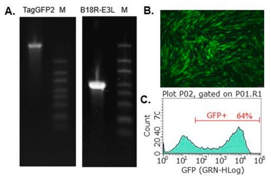 TagGFP2 Simplicon&#174; RNA (E3L) Kit To determine optimal transfection conditions to express the self-replicating RNA of your interest through using Simplicon&#174; Cloning Vector (E3L) (Part #:SCR724) in hard-to- transfect somatic or primary cells