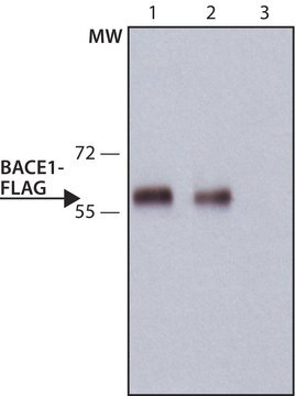 ANTI-FLAG&#174; antibody, Rat monoclonal clone 6F7, purified from hybridoma cell culture