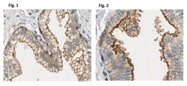 Anti-CD148/DEP-1-Antikörper, Klon&nbsp;Ab1 (azidfrei) clone Ab 1, from mouse