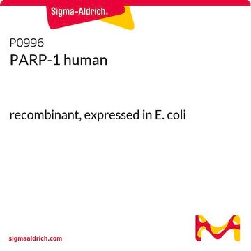 PARP-1 human recombinant, expressed in E. coli